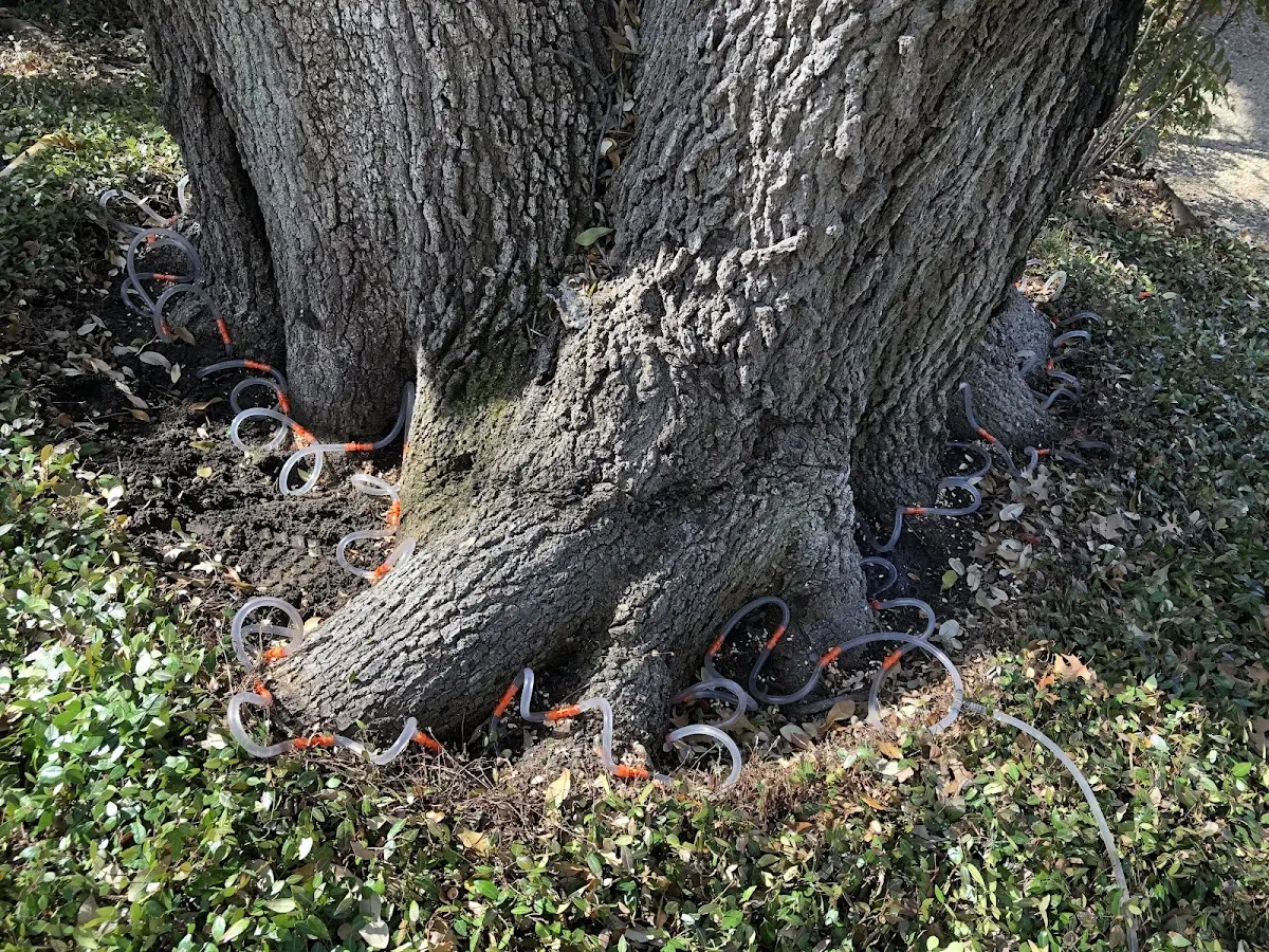 Detailed Tree Cabling and Bracing job site in Takoma Park