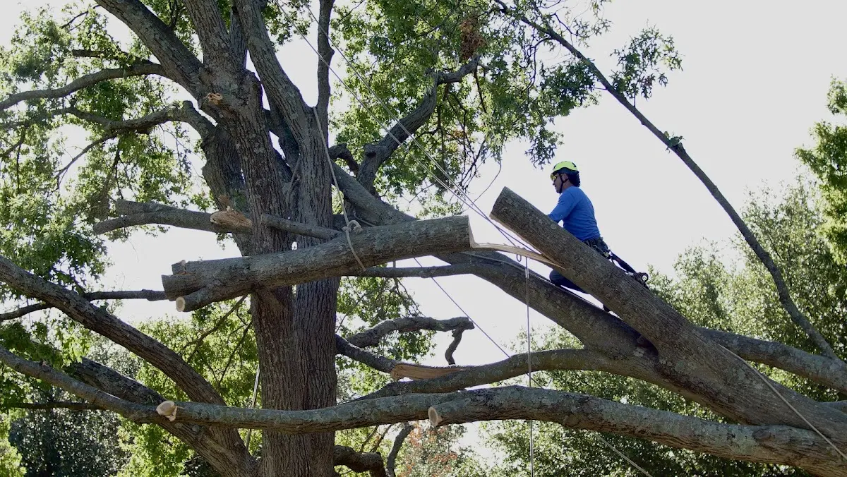 Professional Crown Thinning performed by certified arborists in Takoma Park
