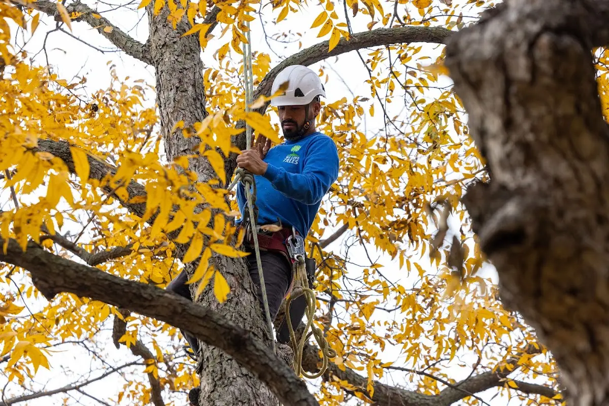 Skilled Tree Planting crew working in Takoma Park