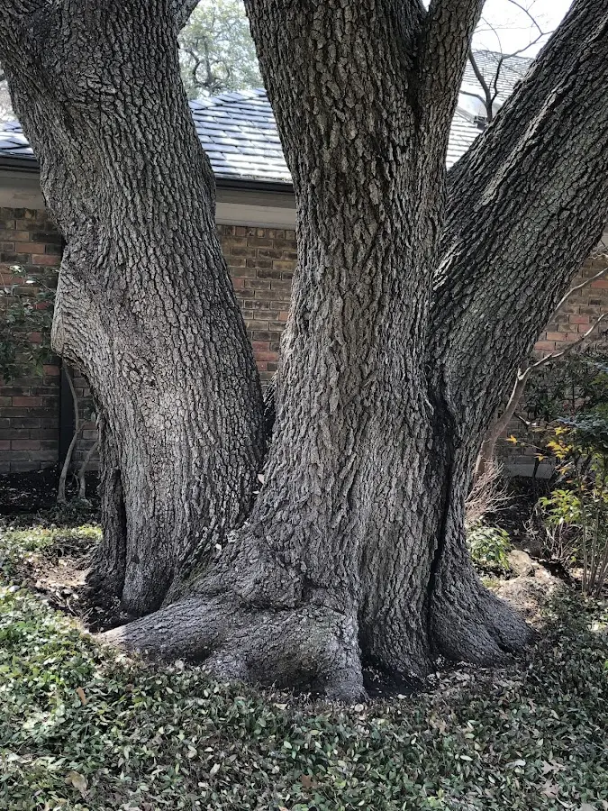 Mature heritage tree close to a Takoma Park property cared for by certified arborists